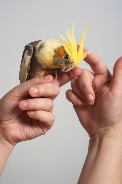 istock Colorful parrot bird sitting on a hand 656144948