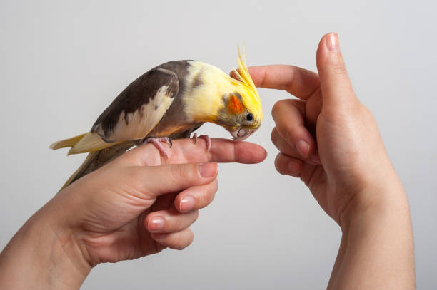 Colorful parrot bird sitting on a hand
