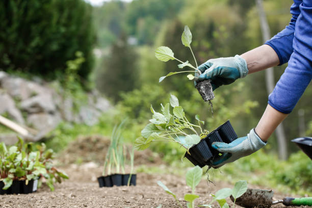 istock Gardener planting, plowing the broccoli seedlings in 656146268