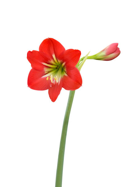istock Amaryllis Baby Star Flower on White Background 656146406
