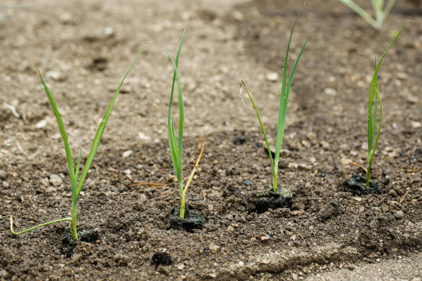 istock Newly planted leek seedlings in freshly ploughed garden 656148878