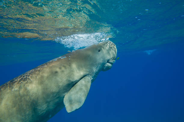 istock Dugong dugon floating in water column in Red Sea 656149060
