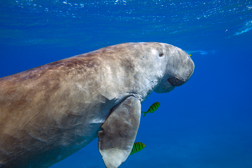 dugong Premium Photos, Pictures and Images by Istock