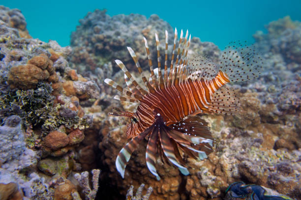 Pterois antennata fish over coral reef Pterois antennata fish over coral reef in the Red Sea, close-up, Egypt pterois antennata lionfish stock pictures, royalty-free photos & images