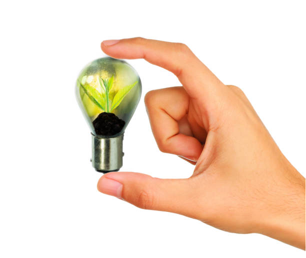 istock Fresh green small plant in light bulb 656152844