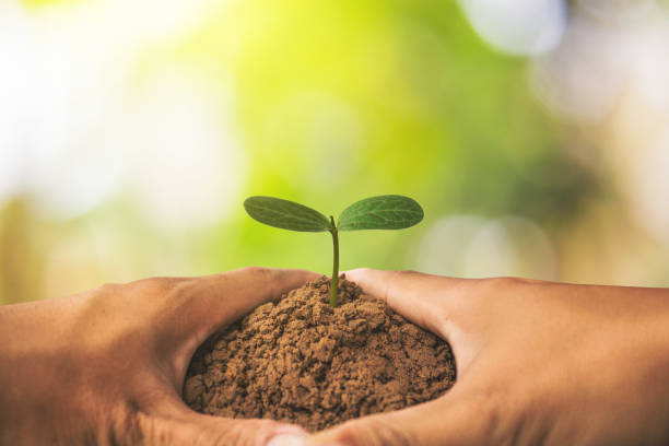 istock Green trees are growing, Concept plant. 656153190