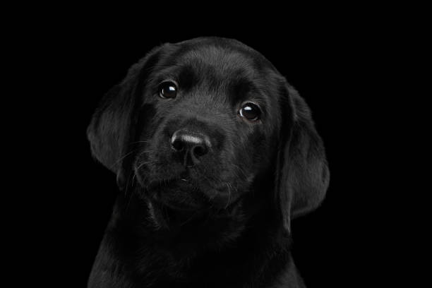 istock labrador Retriever puppy isolated on black background 656156632