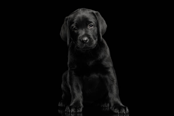 istock labrador Retriever puppy isolated on black background 656158154