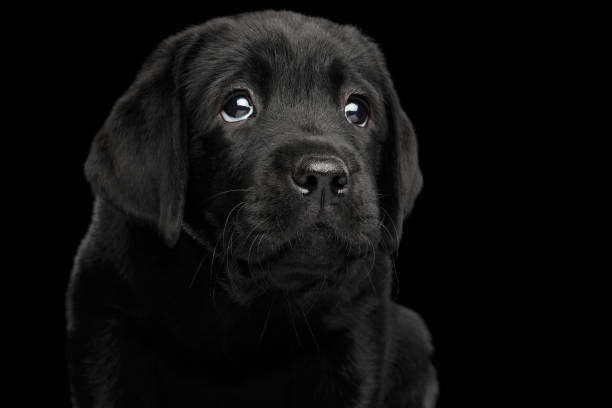 istock Labrador Retriever puppy isolated on black background 656158270