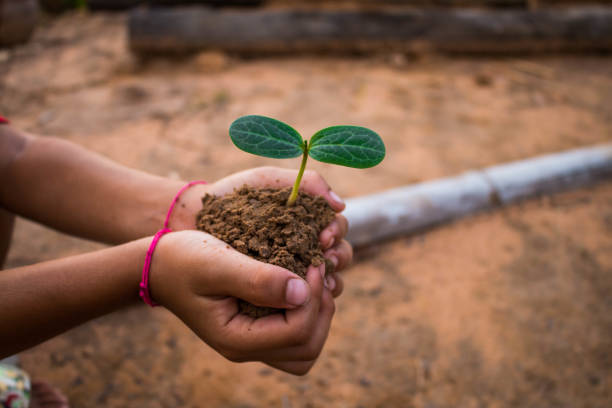 istock Green trees are growing, Concept plant. 656158304