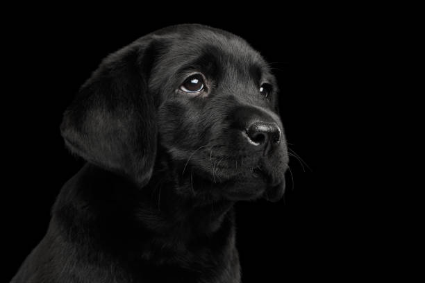 istock Labrador Retriever puppy isolated on black background 656158310