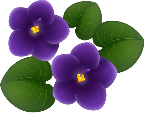 African violet flowers and green leaves illustration