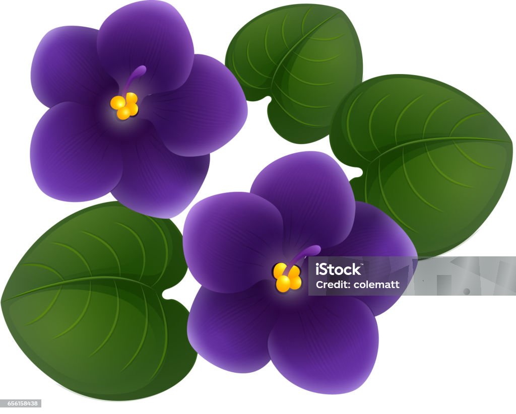 African violet flowers and green leaves African violet flowers and green leaves illustration African Violet stock vector