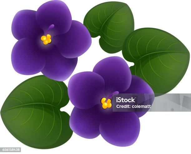 African Violet Flowers And Green Leaves Stock Illustration - Download Image Now - African Violet, Flower, Vector
