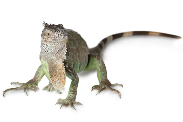 istock Green Iguana isolated on white background 656159828