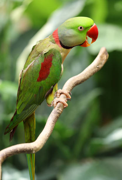 istock Ring-necked parakeet outdoors 656161936