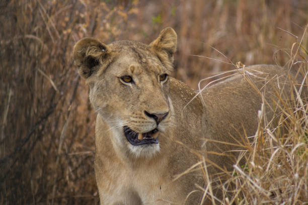 istock A lion on the hunt between the high grass 656165960