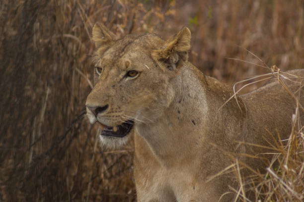 istock A lion on the hunt between the high grass 656169046