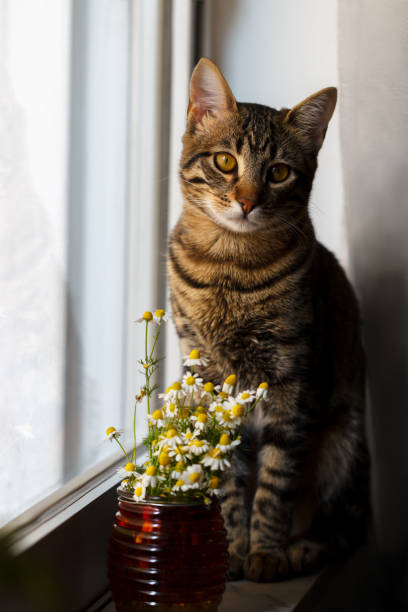 istock Little Bengal cat with daisy 656169560