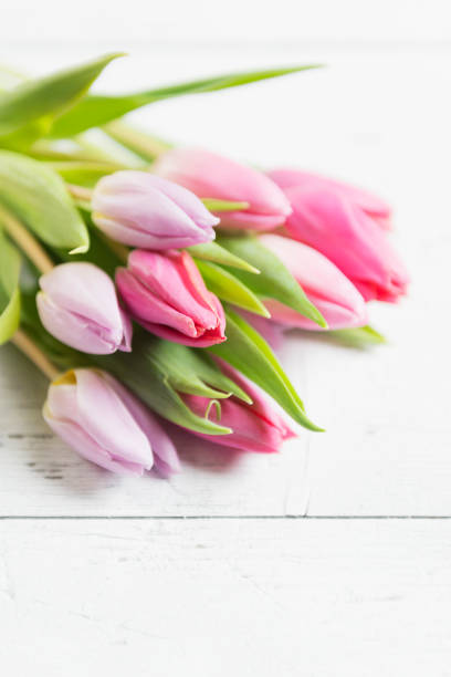 istock Beautiful pink tulips on white-plank background 656169974