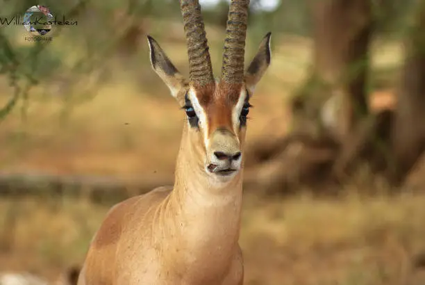 this grand gazelle is hurt on its nose, maybe due to a hunt or a fight with a fellow male gazelle. whatever it is, this intriguing expression says enough of what the animal experienced.