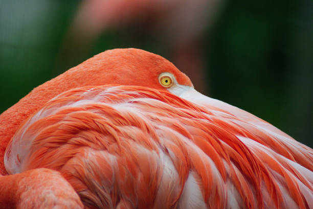this flamingo is halfway hidden behind feathers