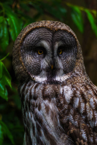 istock an owl watching over the dark forest 656173488