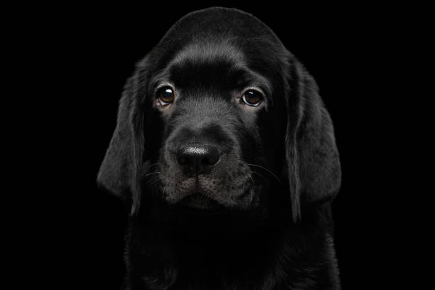 istock Retriever puppy isolated on black background 656178326