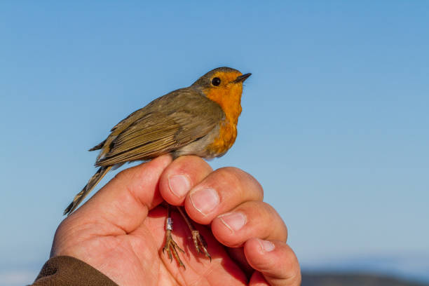 istock Robin, Erithacus rubecula, bird in a womans hand for bird banding 656180412