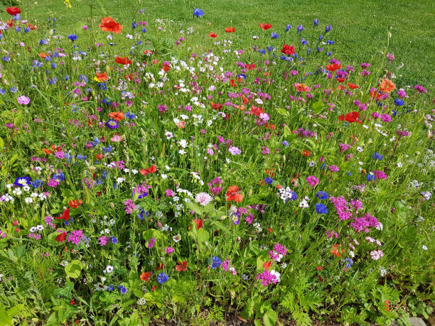 istock Flower meadow, wildflowers 656180750