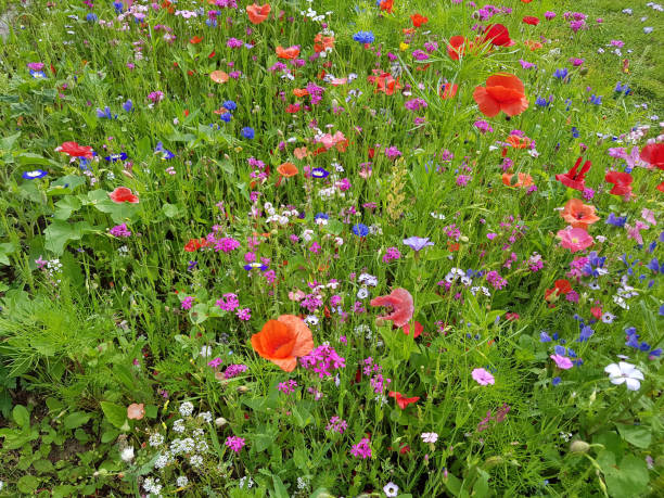 istock Flower meadow, wildflowers 656180844