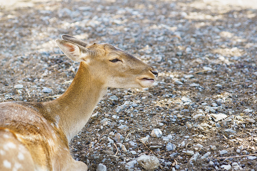 Spotted deer (lat. Cervus nippon) lying on the gravel. Summer