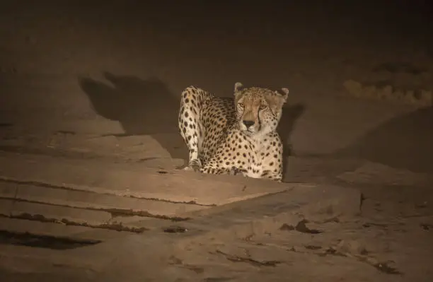 Photo of Cheetah, Acinonyx jubatus, at night time sitting down but alert for predators, Kruger National Park, South Africa