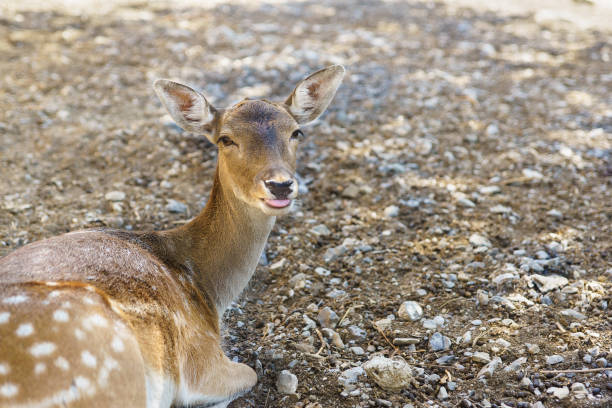 istock Sika deer shows the tongue (lat. Cervus nippon) 656180978