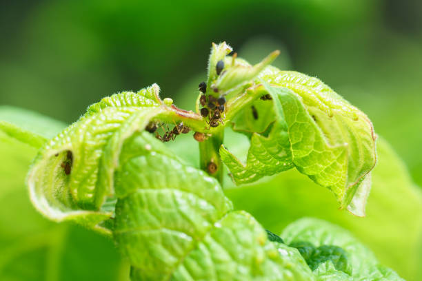 ung skjuta viburnum, bladlöss skadad (lat. aphidoidea) och myror (lat. formicidae) - parris island bildbanksfoton och bilder