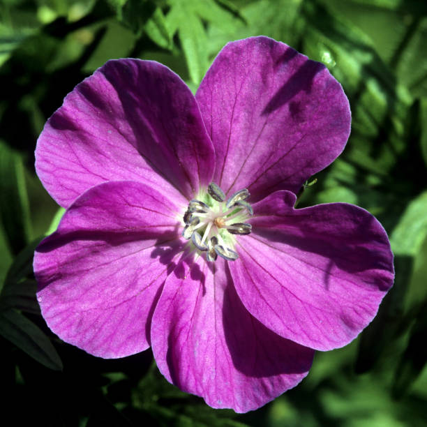 istock Bloody Cranesbill; Geranium; sanguineum 656181548