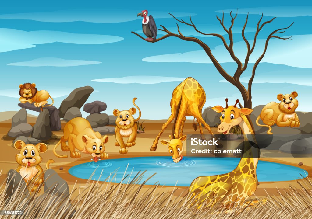 Giraffes And Lions By The Pond Stock Illustration - Download Image Now -  Agricultural Field, Animal, Animal Wildlife - iStock
