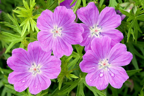 istock Bloody Cranesbill; Geranium; sanguineum 656183630
