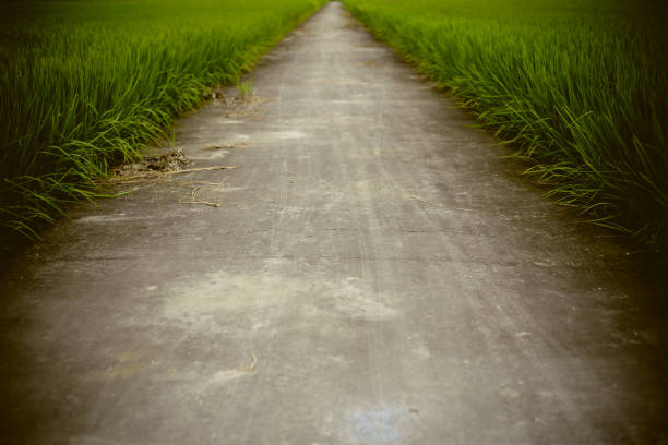 istock The way in farm rice field 656183760