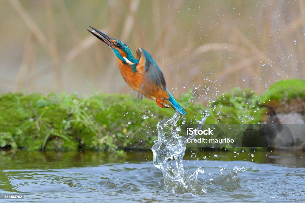 Martin-pêcheur (Alcedo atthis) - Photo de Martin-pêcheur libre de droits