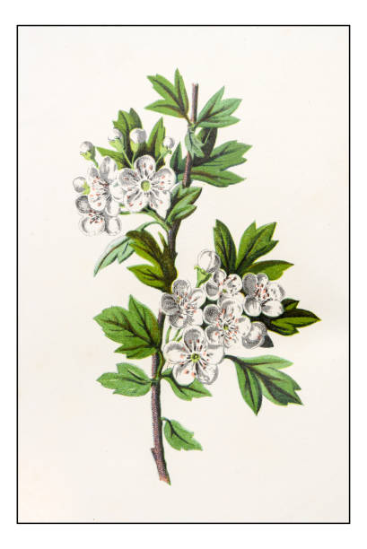 골동품 색상 식물 꽃 그림: 산사 monogyna (일반적인 호손) - hawthorn flower old fashioned botany stock illustrations