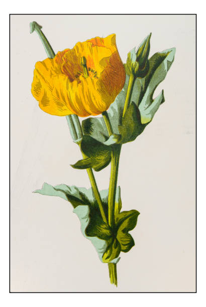 Antique color plant flower illustration: Glaucium flavum (yellow hornpoppy)