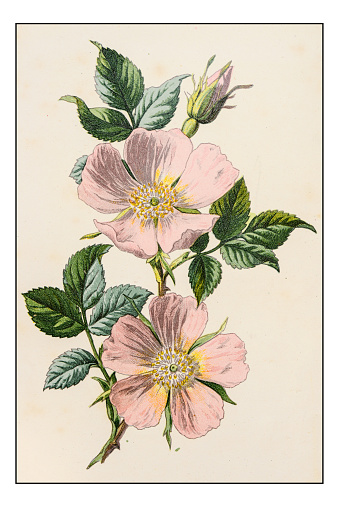 Antique color plant flower illustration: Rosa canina (dog rose)