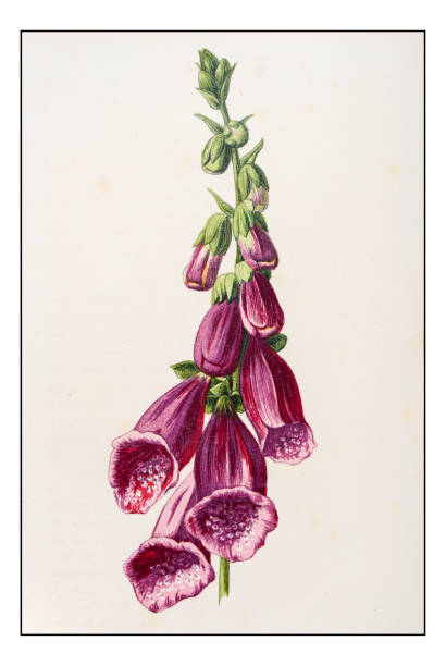 210+ Digitalis Purpurea Foxglove Plants Antique Illustration Stock