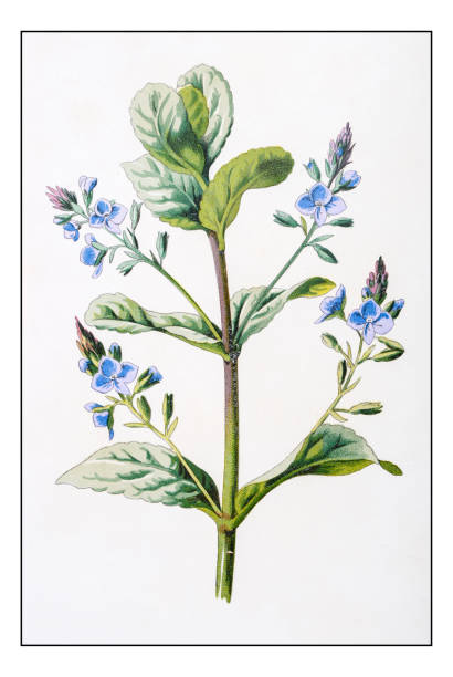 istock Antique color plant flower illustration: Veronica beccabunga (brooklime, European speedwell) 656199700