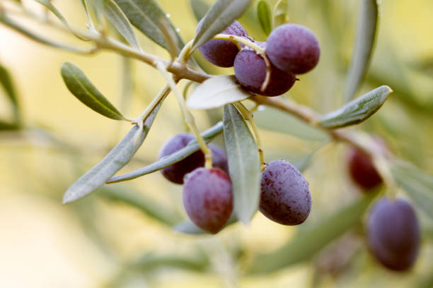 olives on olive tree in the autumn, horizontal view with copy space, burred