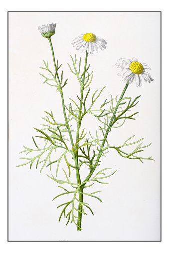 Antique color plant flower illustration: Tripleurospermum inodorum (scentless false mayweed)