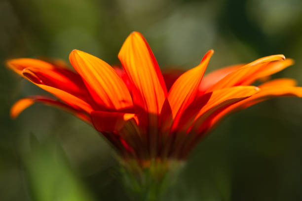 istock Gerbera orange flower close up on natural green background, horizontal view 656200562