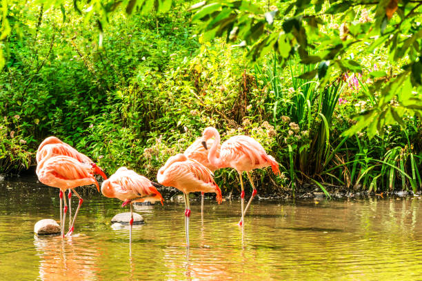 istock Pink flamingos in water 656200612