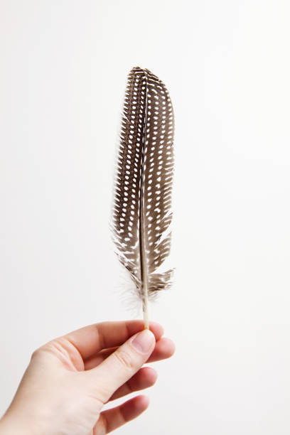 istock guinea fowl feather in womans hand 656203950